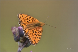 <p>PERLEŤOVEC VELKÝ ( (Argynnis aglaja) ---- /Dark green fritillary - Großer Perlmutterfalter/</p>